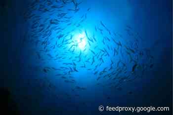 The Ocean Twilight Zone’s Mysterious 'False Bottom'