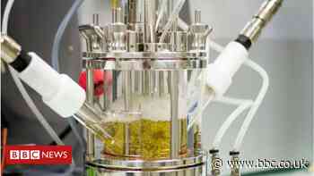 The fungus and bacteria tackling plastic waste