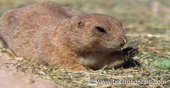 Truce between Prairie Dogs and livestock farmers?
