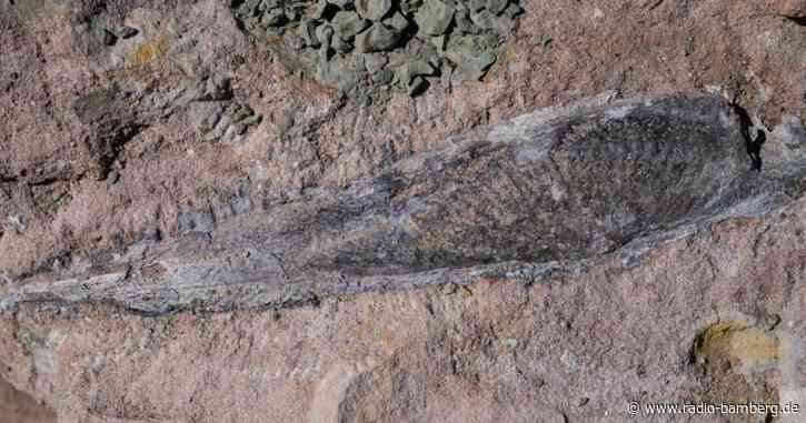 Wissenschaftler bergen Saurier-Fossil aus Steinbruch