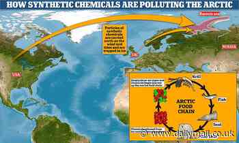 Polar bears are exposed to TOXIC 'forever' chemicals as they are released from melting Arctic ice