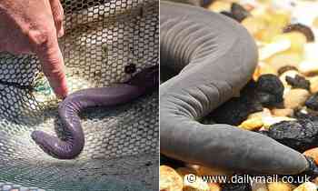 'Penis snakes' from South America have taken up residence in Florida