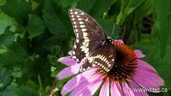 Take pictures in your backyard this weekend to help save nature