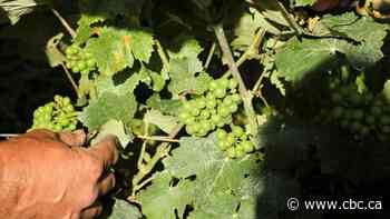 Heavy rains pose problems for France's champagne producers