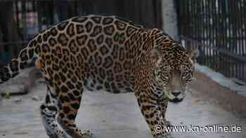 Mann streckt in Zoo seine Hand durch den Zaun und wird von Jaguar angegriffen