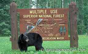 Superior National Forest Announces Food Storage Order to Protect Both Visitors and Bears - Lake Superior News