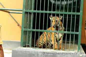 Raising Mangala: How Kerala forest officers are preparing a tiger cub for rewilding - The News Minute