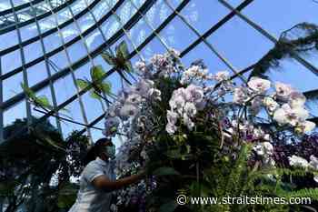 Orchid Haven housing over 1000 orchids opens at Cloud Forest in Gardens by the Bay - The Straits Times