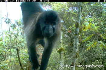 Arboreal camera traps add 'tons of value' to forest canopy research - Mongabay.com