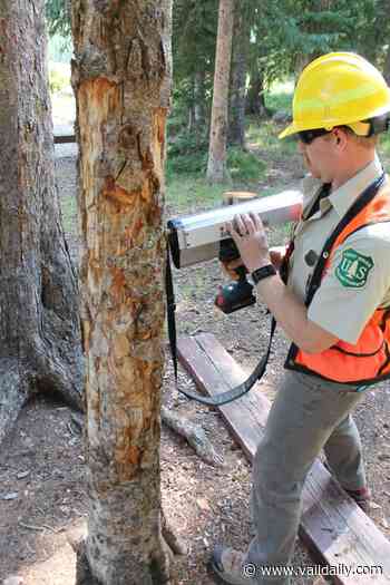 Yeoman Park remains closed to campers as Forest Service pathologist determines tree damage - Vail Daily News