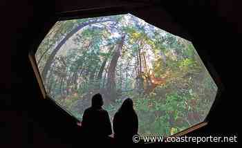 Exhibit immerses viewers in ancient forest - Coast Reporter