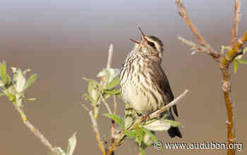 Nature-based Solutions Needed From Panama's Coastal Mangroves to Canada's Boreal Forest - National Audubon Society