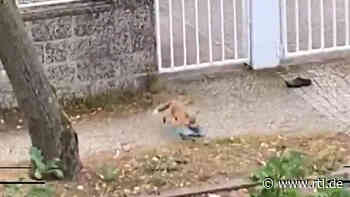 In Gauting machen Füchse Jagd auf Schuhe - RTL Online