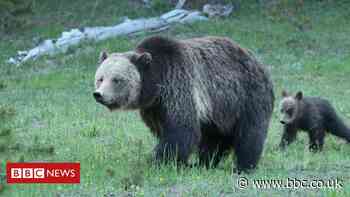 Woman charged for disturbing Yellowstone mother grizzly