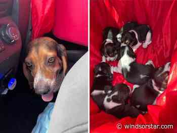 Essex County OPP find another stolen beagle, puppies