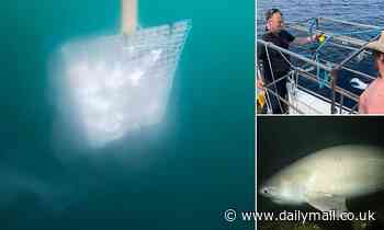 Giant sixgill shark filmed off the coast of County Clare