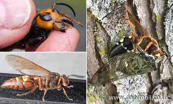 Cicada killer wasps - which look scarily similar to 2020's murder hornets - emerge in the US