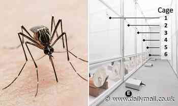 Scientists eradicate malaria-transmitting mosquitos using genetic engineering