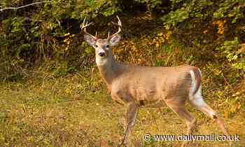 More than half of the white-tailed deer in Michigan have been infected with coronavirus