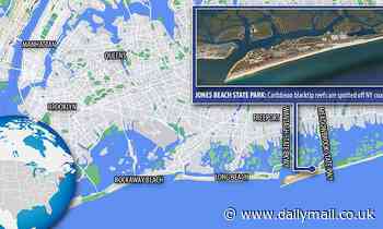 Climate change is forcing sharks north as unprecedented numbers spotted off New York coast 