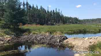 Conservation officers investigating illegally blocked creek