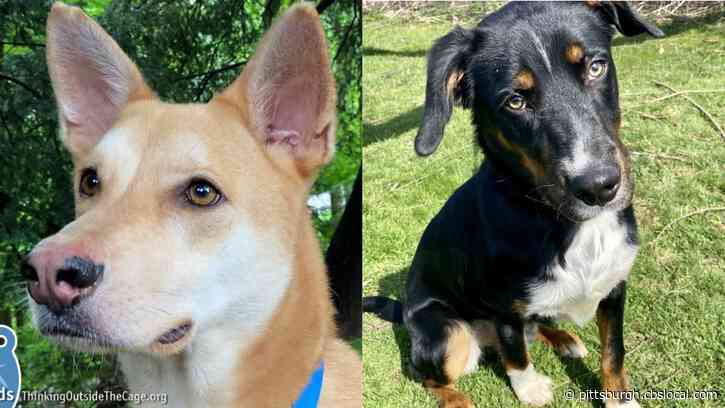 Furry Tails: Bartow And Rocky Are Waiting For Forever Homes