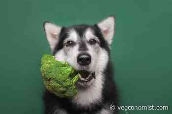 Vegan Pet Food to Surpass $15.5M: "Consumer Attitudes Towards Plant-Based Pet Foods Are Changing" - vegconomist - the vegan business magazine - vegconomist - the vegan business magazine