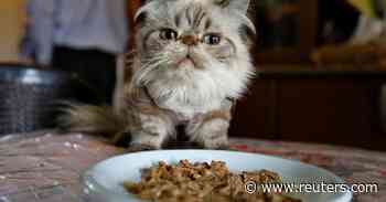 Pet food shortages leave owners on the hunt for kibble and cat treats - Reuters