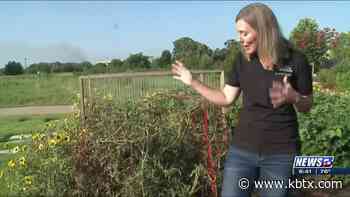 Weekend Gardener: Time to start planning for fall - KBTX