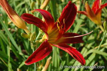 GARDENER'S CHECKLIST: Week of July 29, 2021 - theberkshireedge.com