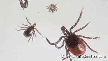 Ask the Gardener: How to win the battle against deer ticks - Boston.com