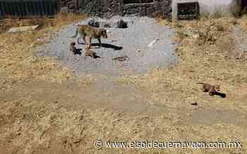 Prisión y multa a quienes maltraten animales - El Sol de Cuernavaca