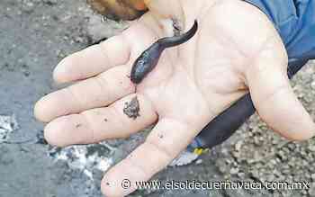 [Animalia] Sanguijuelas: viscosas y terapéuticas criaturas - El Sol de Cuernavaca