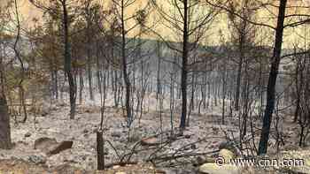 Dozens of wildfires rage across Turkey, leaving four dead
