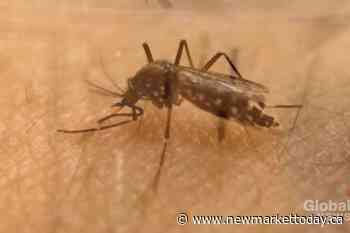 Mosquito trap in Markham tests positive for West Nile virus - NewmarketToday.ca