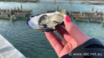 South Australian oyster farmers experience unprecedented demand