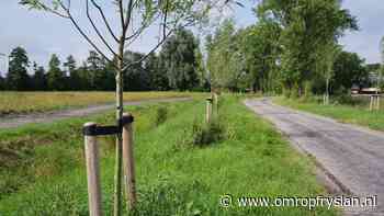 Mensen met zieke essen krijgen hulp van Iepenwacht - Omrop Fryslan