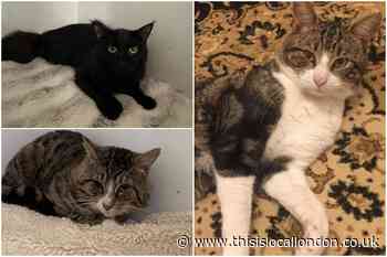 RSPCA reveal south London cats needing a home