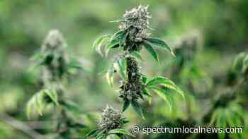 Advocates on medical marijuana in North Carolina - Spectrum News