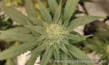 California Senator Seeks Federal Clarification On Medical Marijuana Use In Hospitals - Marijuana Moment