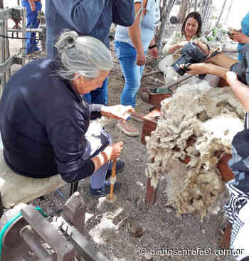 Criancero ovino de San Rafael donó 2 mil kilos de lana para mujeres hilanderas - Diario San Rafael