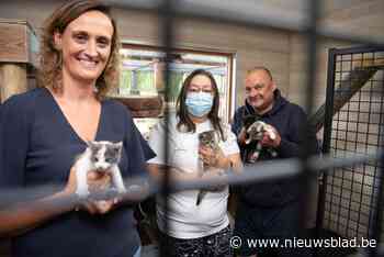 Asiel 't Kattenkwaad krijgt structurele steun en plant uitbreiding: “Geld is nodig voor dagelijkse werking” - Het Nieuwsblad