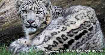 Zoo Neunkirchen nimmt an vielen Zuchtprogrammen teil - Saarbrücker Zeitung