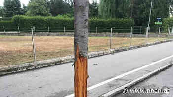 Baum abgeschält - Vandalenakt in Neunkirchen sorgt für Kopfschütteln - NÖN.at