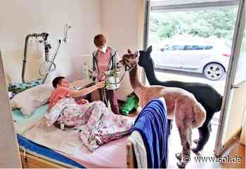 Alpaka-Besuch für schwerstkranke Menschen in Neunkirchen - sol.de