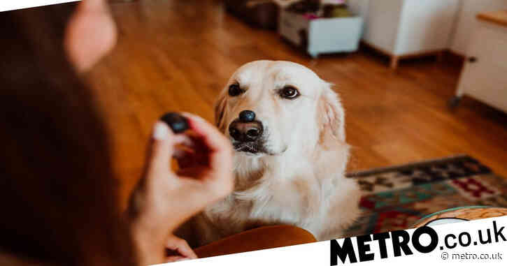 The fruits you shouldn’t feed to your dog
