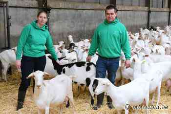 Liesje verkoopt geitenkazen uit eigen boerderij in gloednieuwe Mekkerhoek - Gazet van Antwerpen