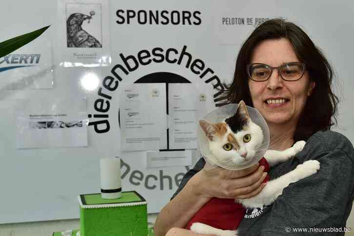 Mechelse Dierenbescherming krijgt massaal honden en kittens binnen: “Weer reizen is zeker een factor om van hun huisdier af te geraken”