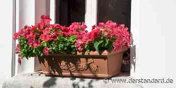 Darf ich Blumenkästen auf mein Fensterbrett stellen? - DER STANDARD
