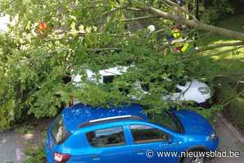 Twee auto’s beschadigd door boom in Broechem
